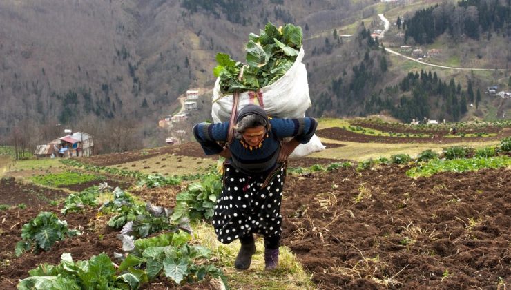 Doğu Karadeniz kırsalı yaşlandı: Kültür aktarımı risk altında