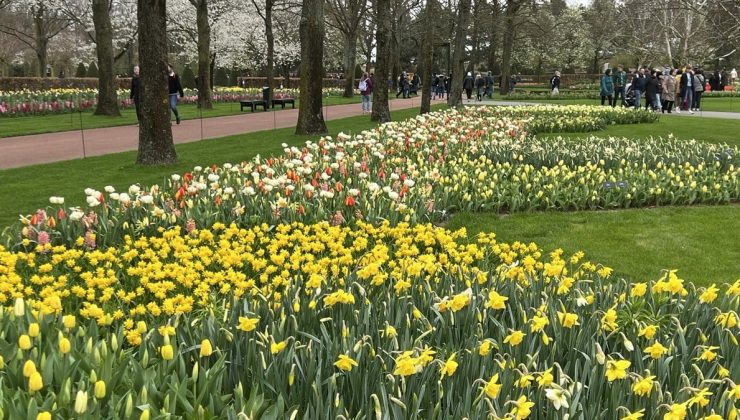 Hollanda’da Keukenhof lale bahçesi ziyarete açıldı