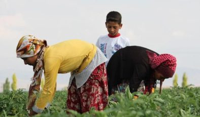 Mevsimlik tarım işçilerinin çalışma koşulları iyileştirilecek