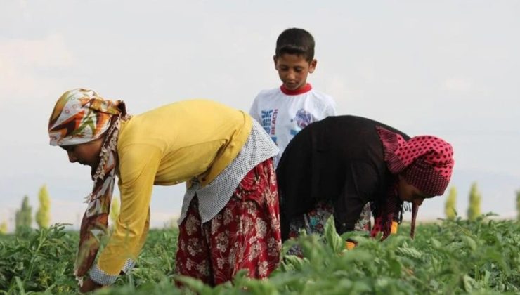 Mevsimlik tarım işçilerinin çalışma koşulları iyileştirilecek