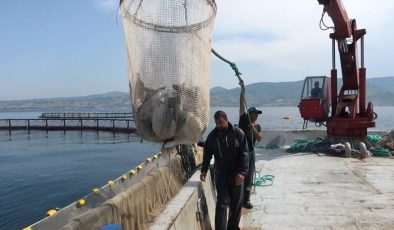 Karadeniz’de Türk somonu hasadı başladı