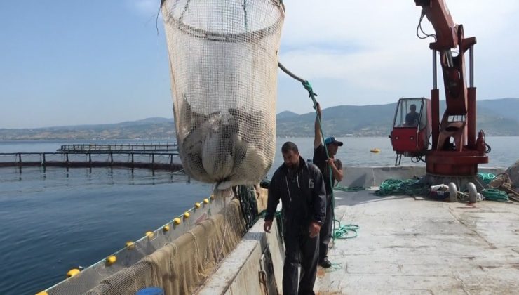 Karadeniz’de Türk somonu hasadı başladı