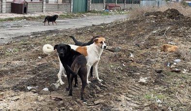 Başıboş sokak köpeklerine yönelik teklif, Meclis komisyonunda
