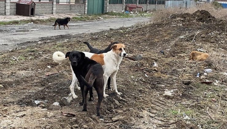 Başıboş sokak köpeklerine yönelik teklif, Meclis komisyonunda