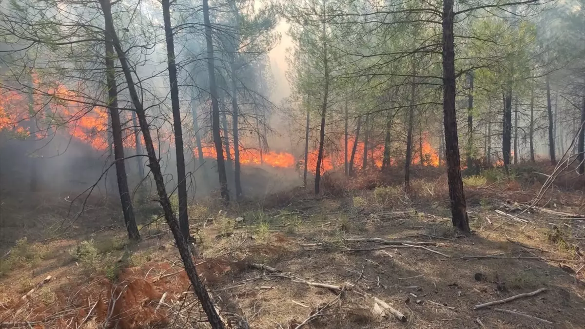 Bursa’da Orman Yangınına Müdahale